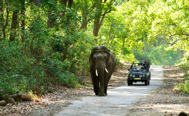 Jim Corbett Wildlife Tour 5 Days