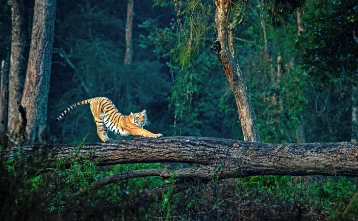 Jim Corbett Wildlife Tour 5 Days