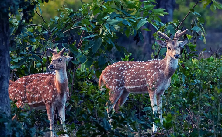 Jim Corbett Wildlife Tour 5 Days